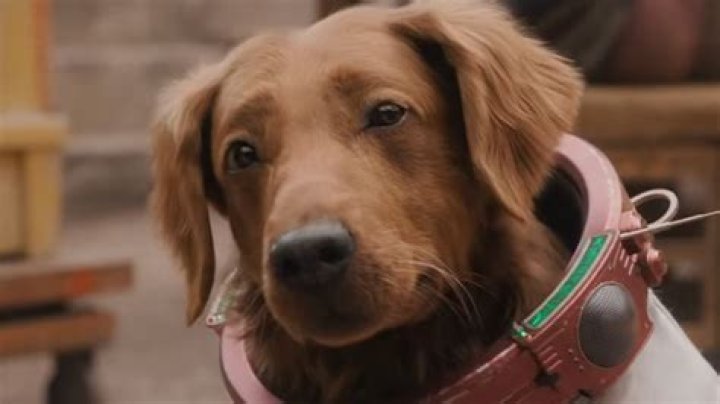 How John Carpenter's The Thing Created The Dog-Thing (Without CGI)
